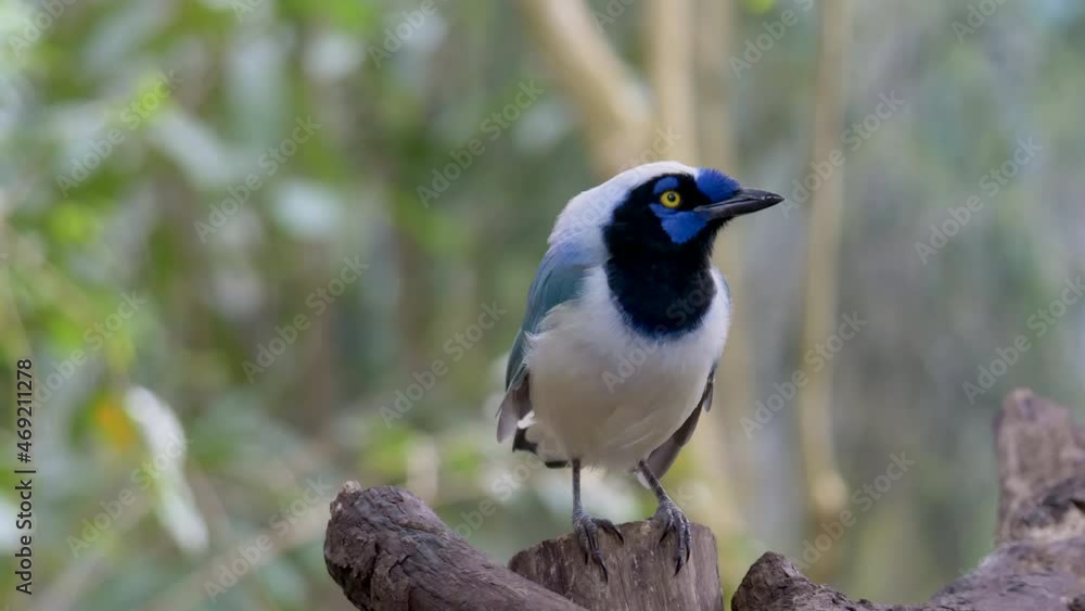 Beautiful Wildlife Green Jay Birds perched on branch and flying away in deep jungle of South America Beautiful Wildlife Green Jay Birds perched on branch and flying away in deep jungle of South America