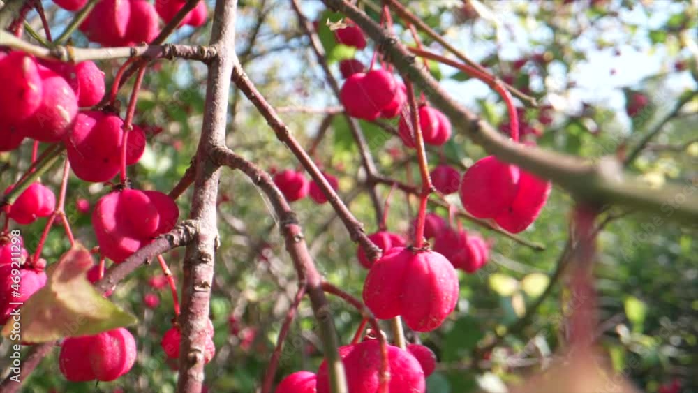 Close up dolly shot of growing red rowan berries in rural countryside of Switzerland during sunlight Close up dolly shot of growing red rowan berries in rural countryside of Switzerland during sunlight