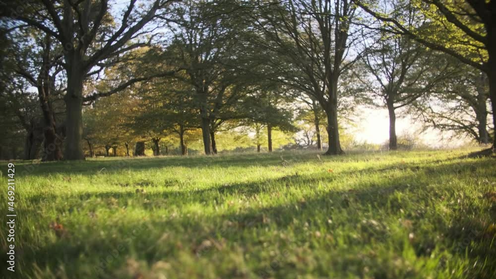 Low pov shot of small animal through grassy tree filled park at sunset Low pov shot of small animal through grassy tree filled park at sunset
