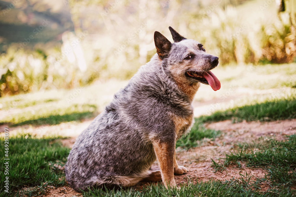 Portrait of a baby Dog - Blue Heeller Portrait of a baby Dog - Blue Heeller