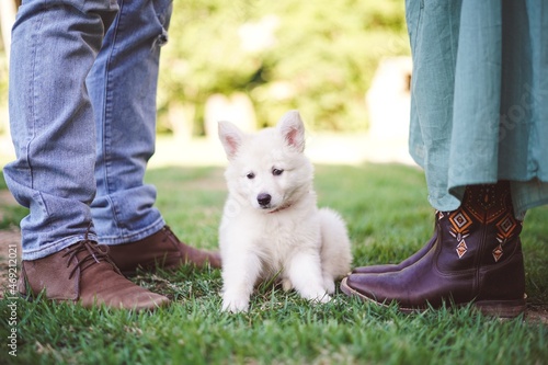 Portrait of a baby Dog with her owner’s - Berger Blanc Suisse