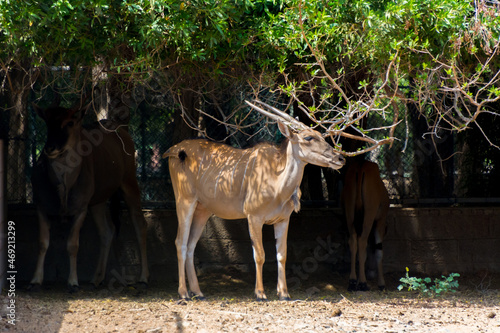 Fototapeta Naklejka Na Ścianę i Meble -  Giant eland