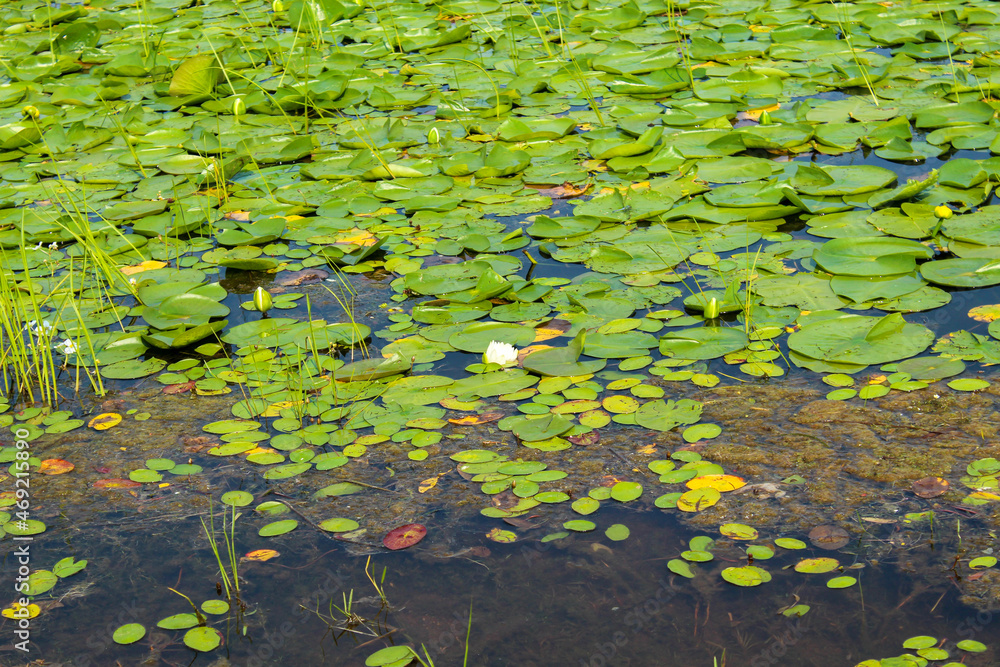 water lily pond water lily pond