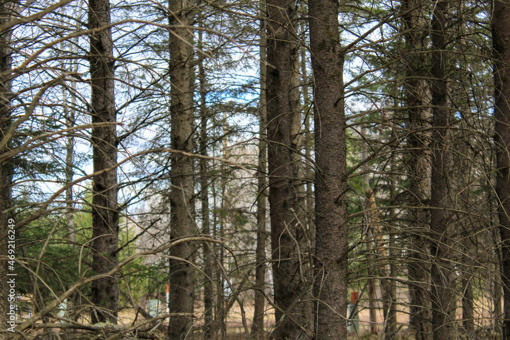 Obraz premium trees in the forest