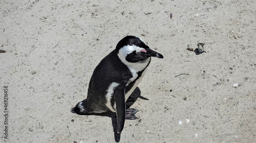 African penguin close-up. A bird stands on the sand of Boulders Beach. You can see the shiny black and white plumage, paws, tail, beak. Cape Town. South Africa
