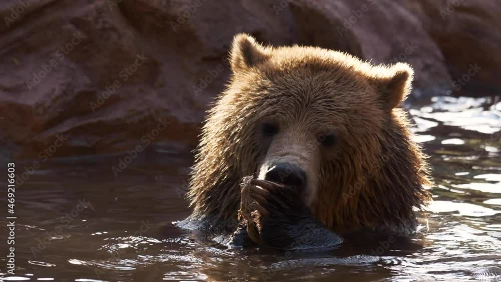a hungry grizzly bear in a pond scrunches its' nose and tears through a piece of fish it's holding a hungry grizzly bear in a pond scrunches its' nose and tears through a piece of fish it's holding