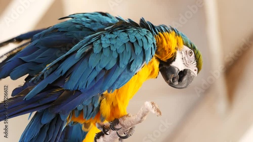 two blue and gold macaws perched on a tall stem, molting and helping each other photo