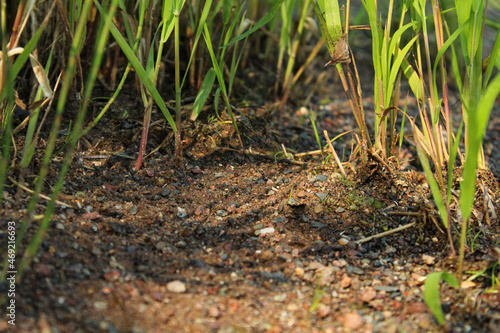 ants on the grass © JuliaFinney