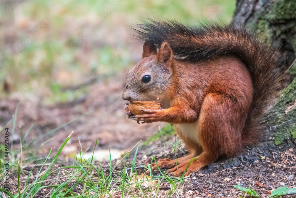 Squirrel in summer with nut on green grass under a big tree Squirrel in summer with nut on green grass under a big tree