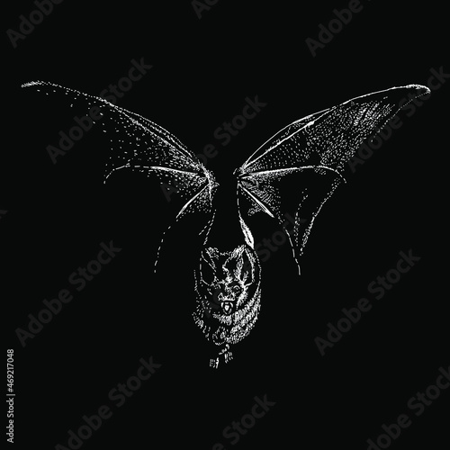 bat vector hand drawing illustration in scratch style. vector isolated element on the black background