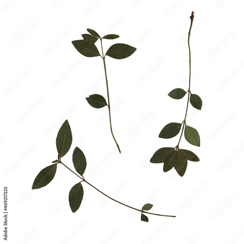 Obraz premium Scan of branches of a cherry tree with green leaves. Vintage deciduous herbarium. Pressed dry herbs. Fine artistic composition composed of flat dried leaves on a white background.