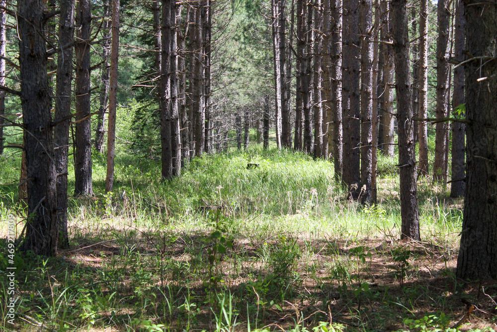 Fototapeta premium footpath in the woods