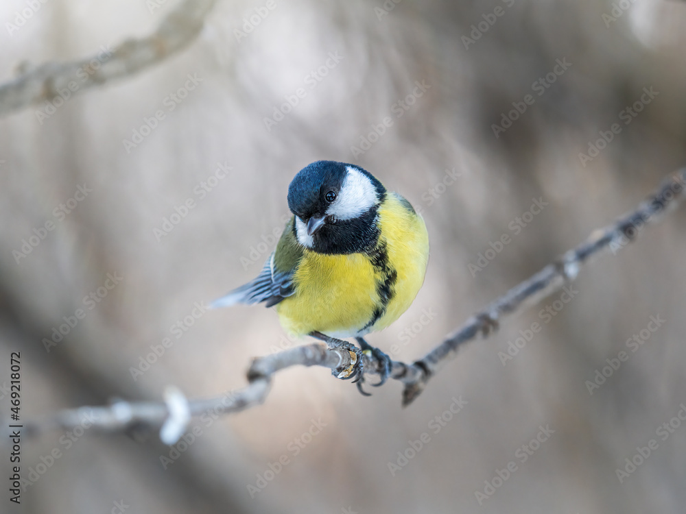 Obraz premium Cute bird Great tit, songbird sitting on a branch without leaves in the autumn or winter.