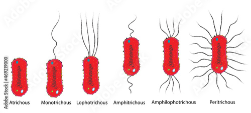 classification of bacterial flagella (flagellum classification)