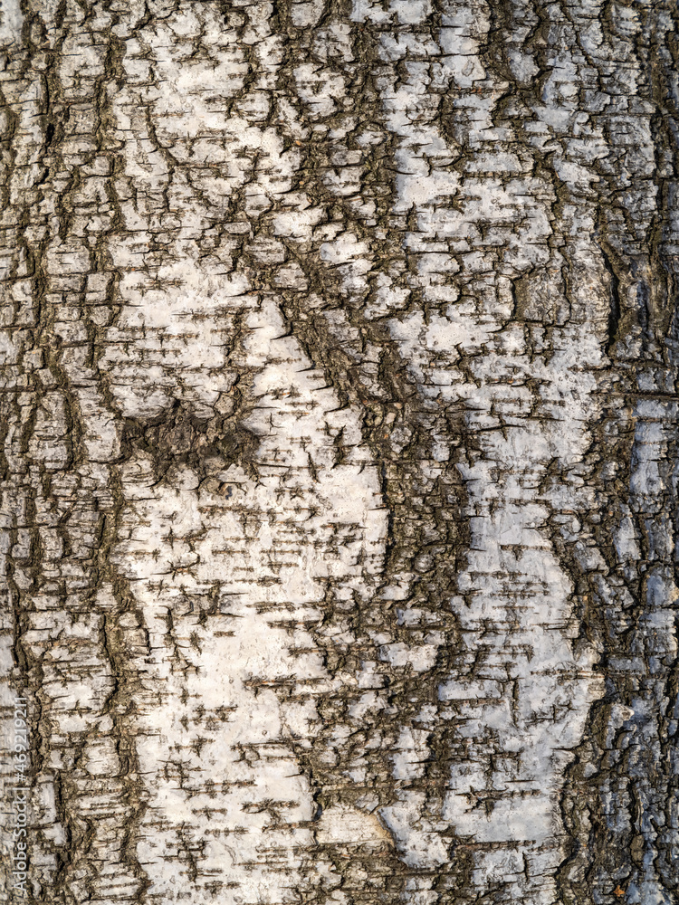 Fototapeta premium The texture of the birch bark.