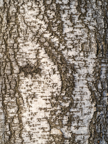 The texture of the birch bark.