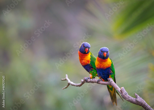 Rainbow Lorikeet Pair