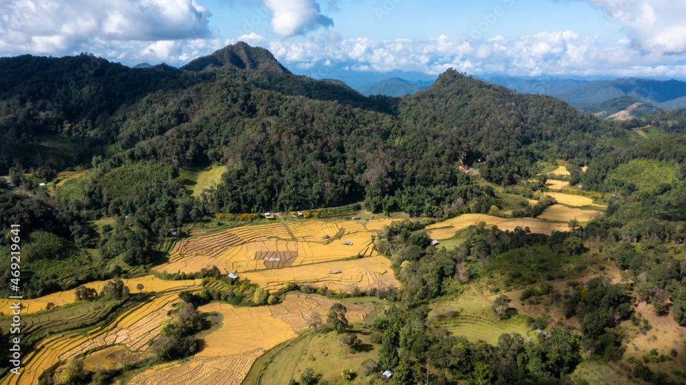 Aerial view agriculture golden rice field terrace in harvest season, Rice plantation in mountain hill north of Thailand, Pattern nature background.