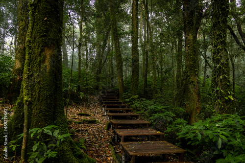 Nature trail with wooden plank bridge in tropical rain forest mountain hill north of Thailand  Hiking path with stairs in rain forest nature trail.