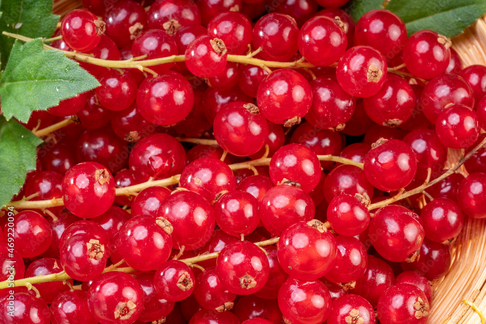 Close up shot of Red currant in bamboo basket on wooden background, Red currant berries with leaf on wooden table. Close up shot of Red currant in bamboo basket on wooden background, Red currant berries with leaf on wooden table.