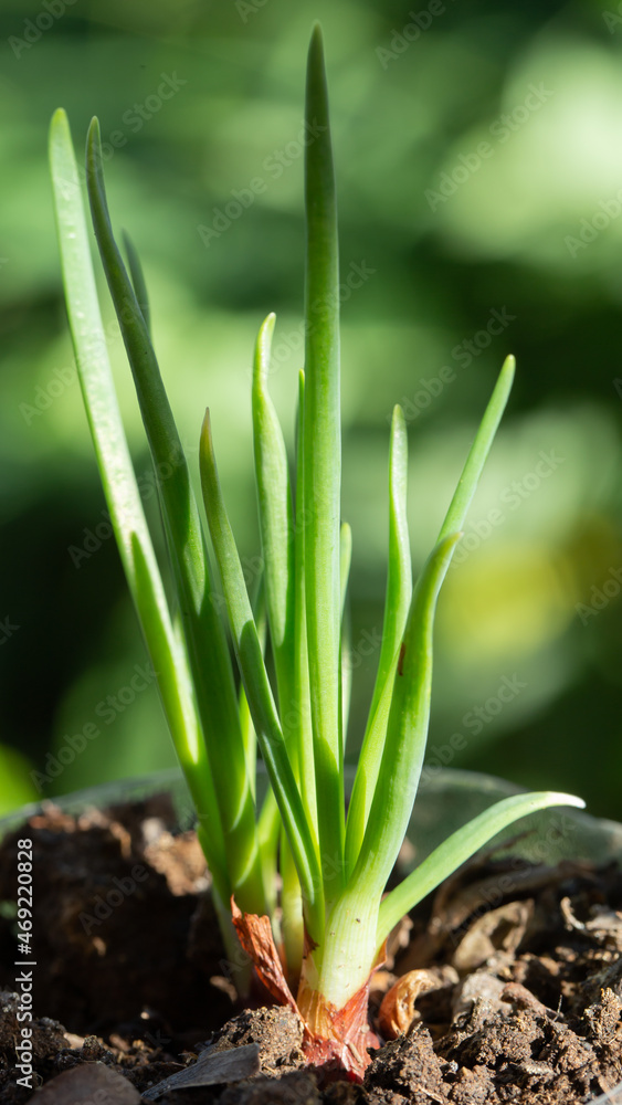 Fototapeta premium onion in the garden and blurred background