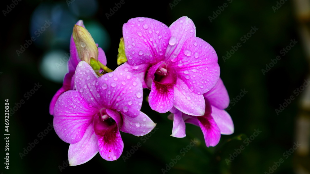 pink and white orchid flowers
