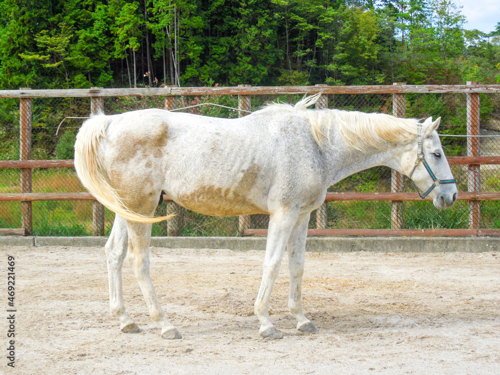 Obraz premium 美しい白馬の全身