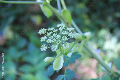 「アシタバ」の花