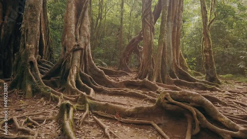 slow rotating shot over big roots of a large tropical tree in the rainforest of Bali, Indonesia in 4k. photo