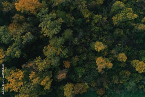 Aerial view of autumn forest with green and golden trees. Top down view of colorful trees. Wallpaper, background. Natural beauty.