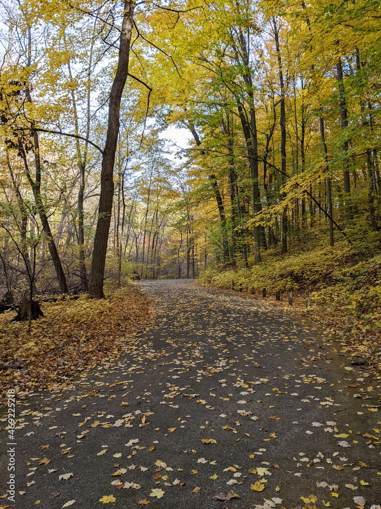 Fototapeta premium Fall Foliage in a city park