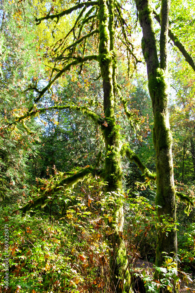 Green Trees with Moss in a Canadian Park in North Vancouver, BC, Canada. Green Trees with Moss in a Canadian Park in North Vancouver, BC, Canada.