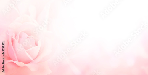 Blurred horizontal background with rose of pink color. Copy space for your text photo