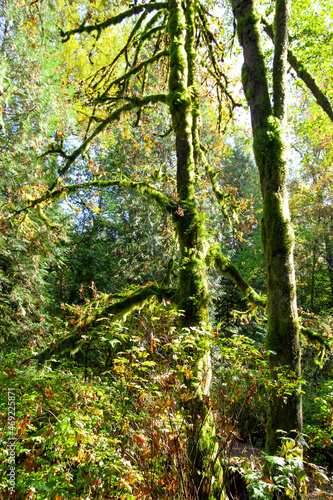 Green Trees with Moss in a Canadian Park in North Vancouver, BC, Canada. 