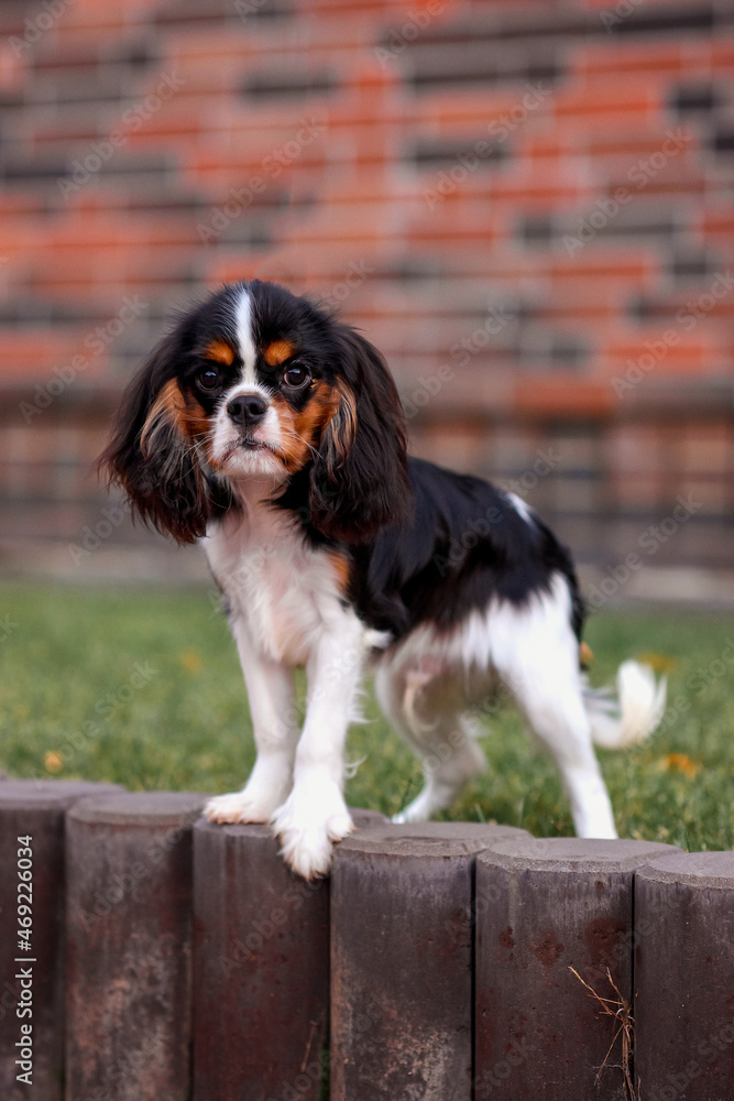 dog puppy 4 months cavalier king charles spaniel tricolor