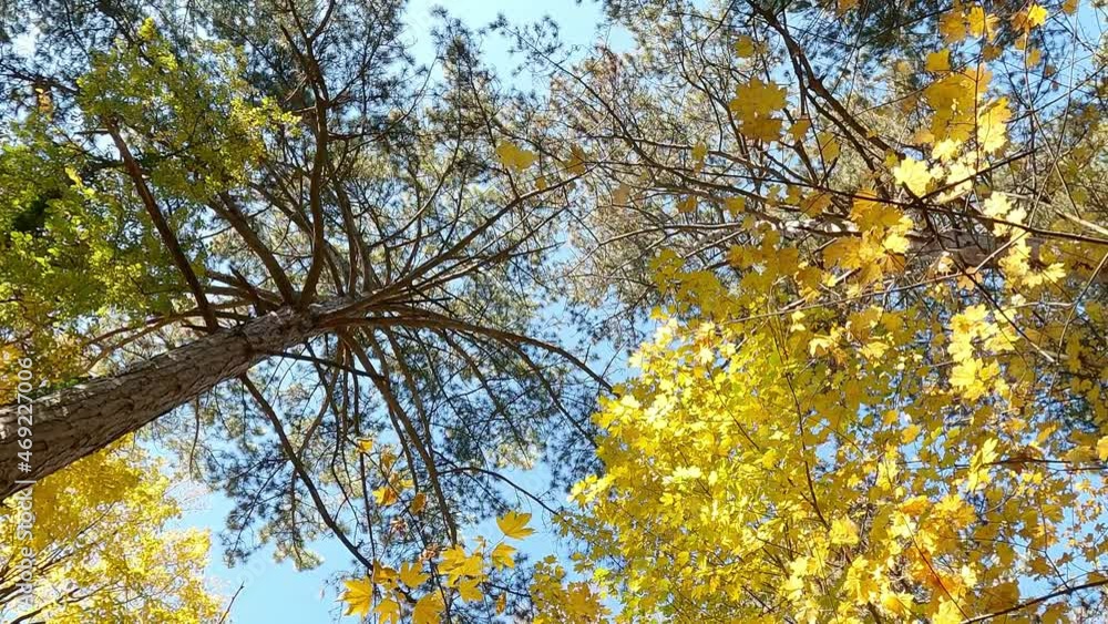 Pines and maples with yellow leaves in autumn forest. Pines and maples with yellow leaves in autumn forest.