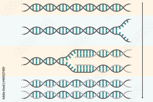 DNA replication. Process by which a double stranded DNA molecule is copied to produce two identical DNA molecules.