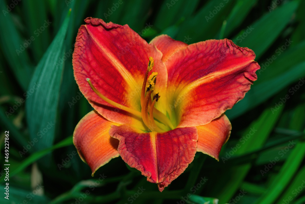 Daylily (Latin: Hemerocallis) on green leaves background. Red-yellow flower daylily close up. Soft selective focus. Daylily (Latin: Hemerocallis) on green leaves background. Red-yellow flower daylily close up. Soft selective focus.