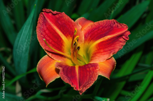 Daylily (Latin: Hemerocallis) on green leaves background. Red-yellow flower daylily close up. Soft selective focus.