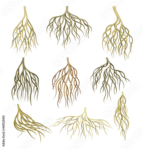 Root systems set. Underground stems, rootstalks. Botany or dendrology elements vector illustration