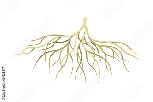 Creeping root of plant, underground stem. Botany or dendrology design element vector illustration