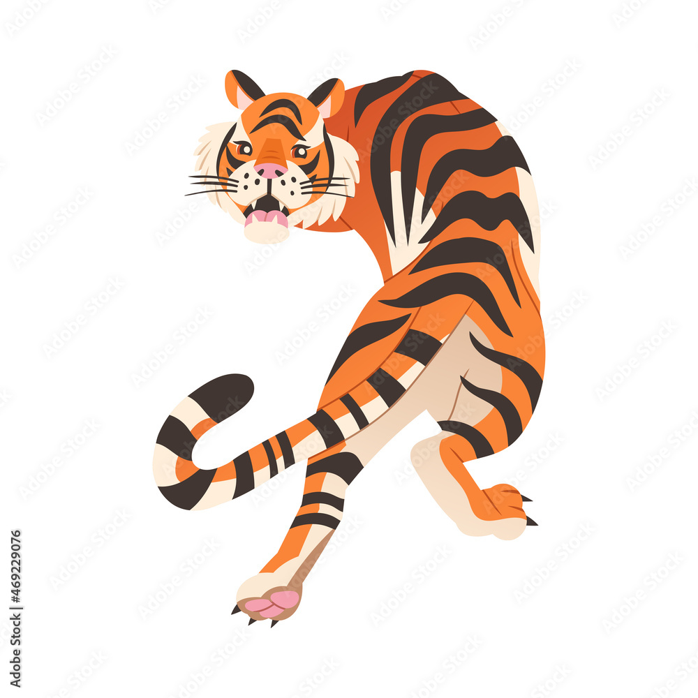 Crouching roaring tiger. View from above of big wild cat animal vector illustration