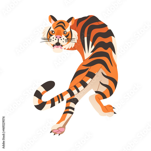 Fototapeta Naklejka Na Ścianę i Meble -  Crouching roaring tiger. View from above of big wild cat animal vector illustration