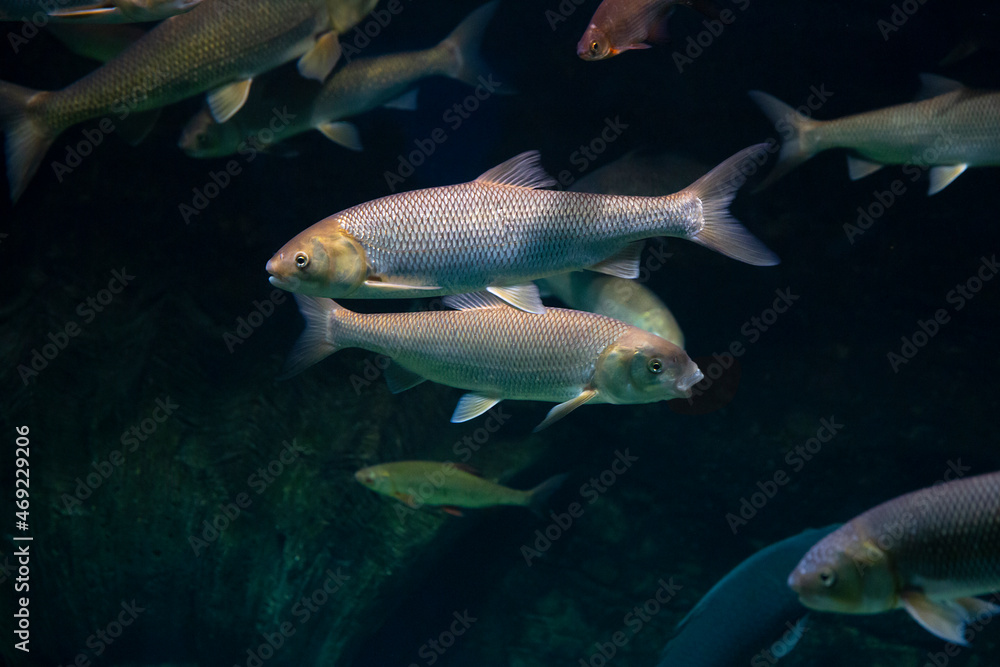 Rutilus Frisii Kutum fish in an aquarium underwater
