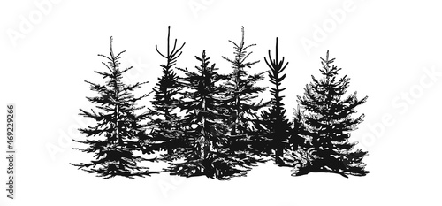silhouettes of spruce. silhouette coniferous forest belt vector. tree line vector sketch. vector illustration. hand drawing. eps