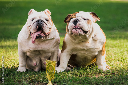 Two English Bulldogs dog puppy outdoors meeting