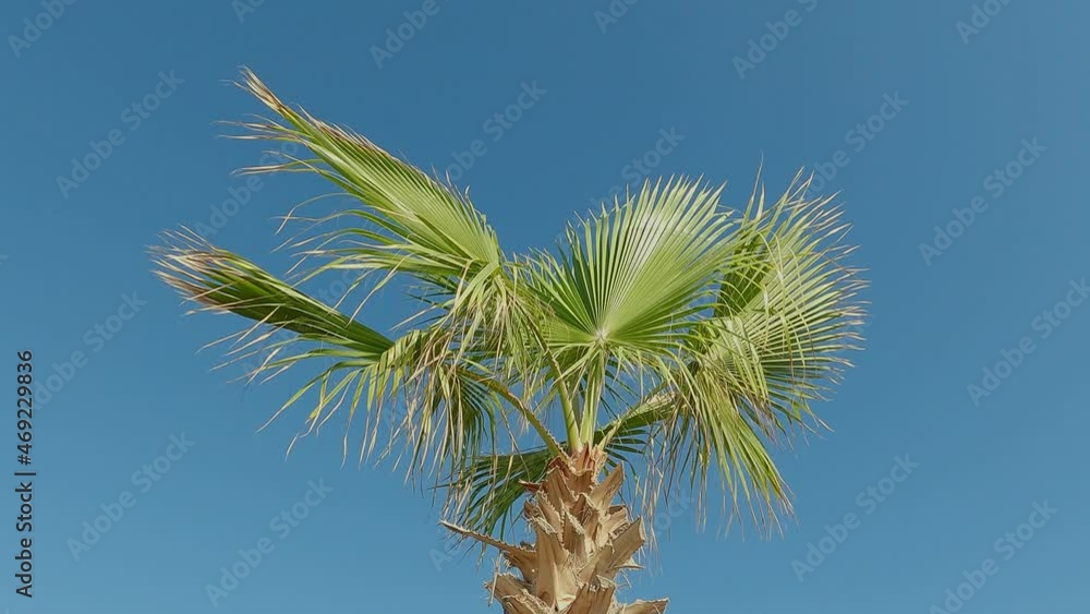 Palm, tree crown, long leaves swaying in the wind. Palm, tree crown, long leaves swaying in the wind.