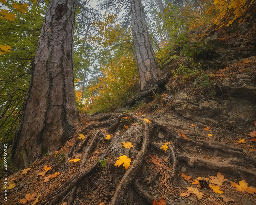 Beautiful autumn forest. Amazing tree roots. Southern Crimean coast. Beautiful autumn forest. Amazing tree roots. Southern Crimean coast.