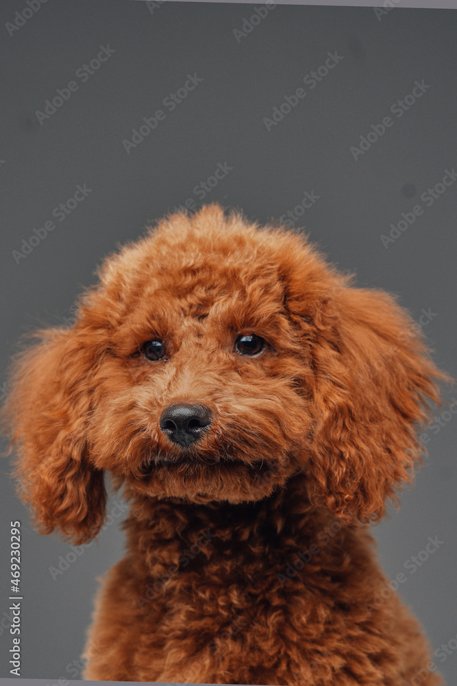 Cute miniature poodle with peach fur against gray background Cute miniature poodle with peach fur against gray background