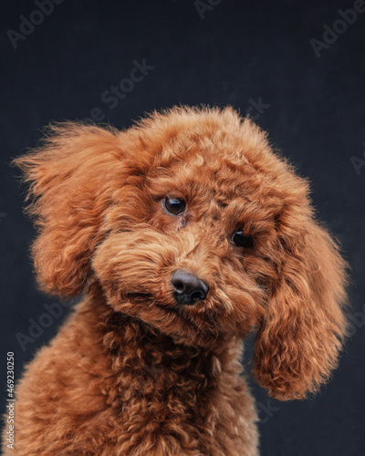 Fluffy little poodle with apricot fur against dark background